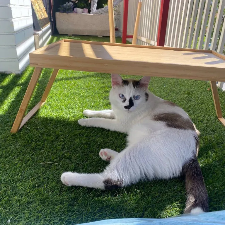 Mundo Felino Pinseque5 768x768