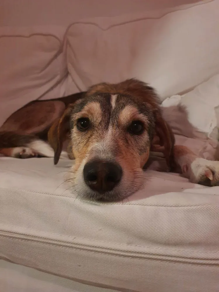 Protectora Amics dels Animals del Delta del Ebre