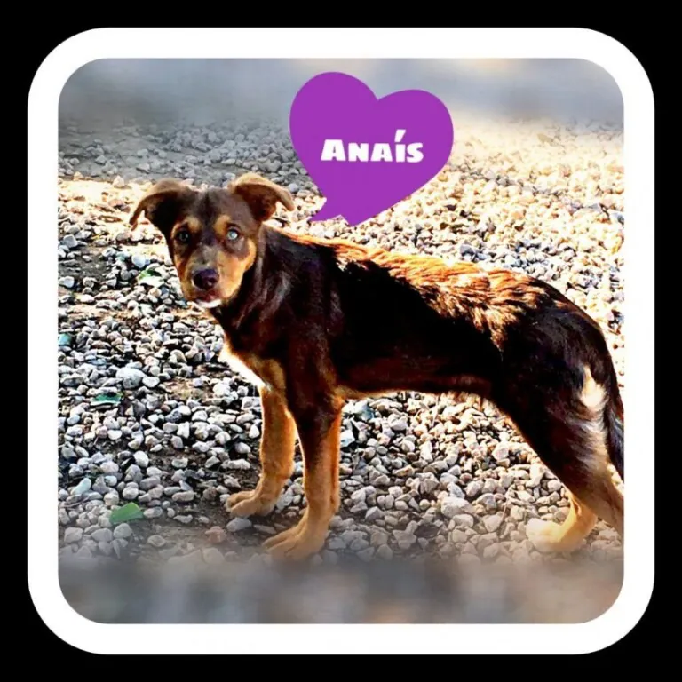 Protectora Amics dels Animals del Delta del Ebre2 768x768