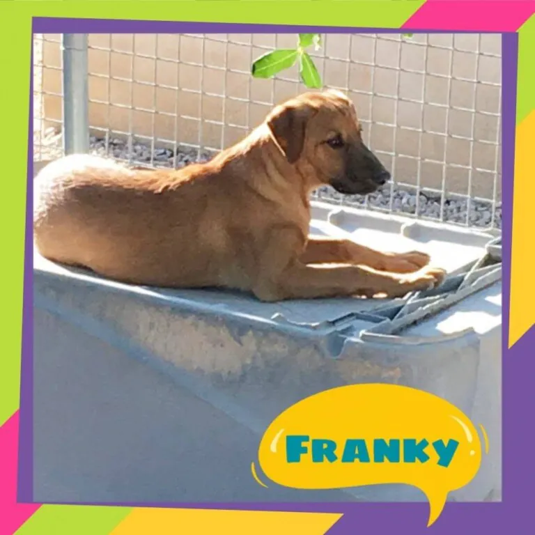 Protectora Amics dels Animals del Delta del Ebre3 768x768