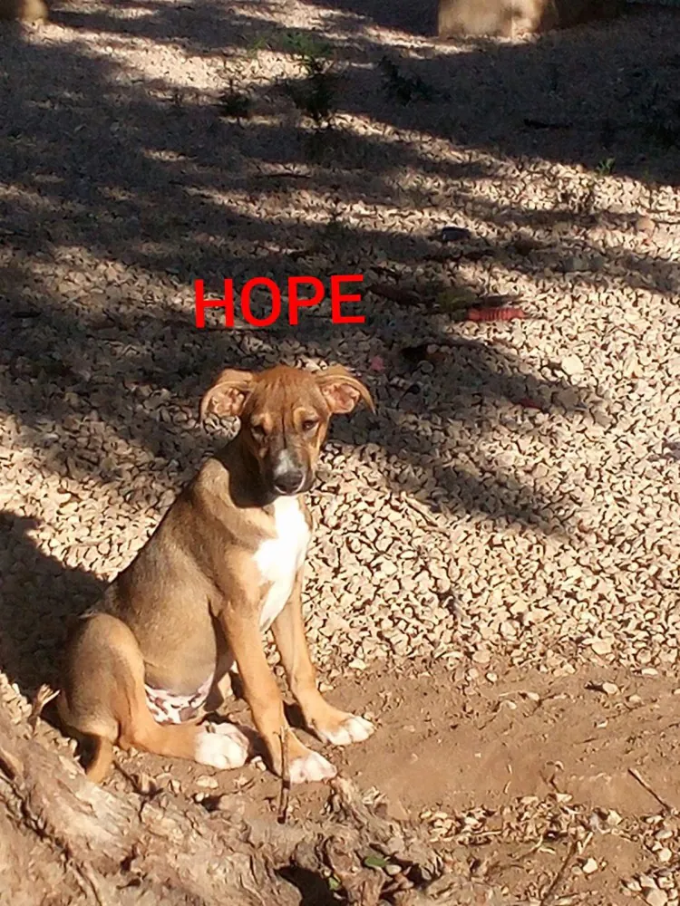 Protectora Amics dels Animals del Delta del Ebre4