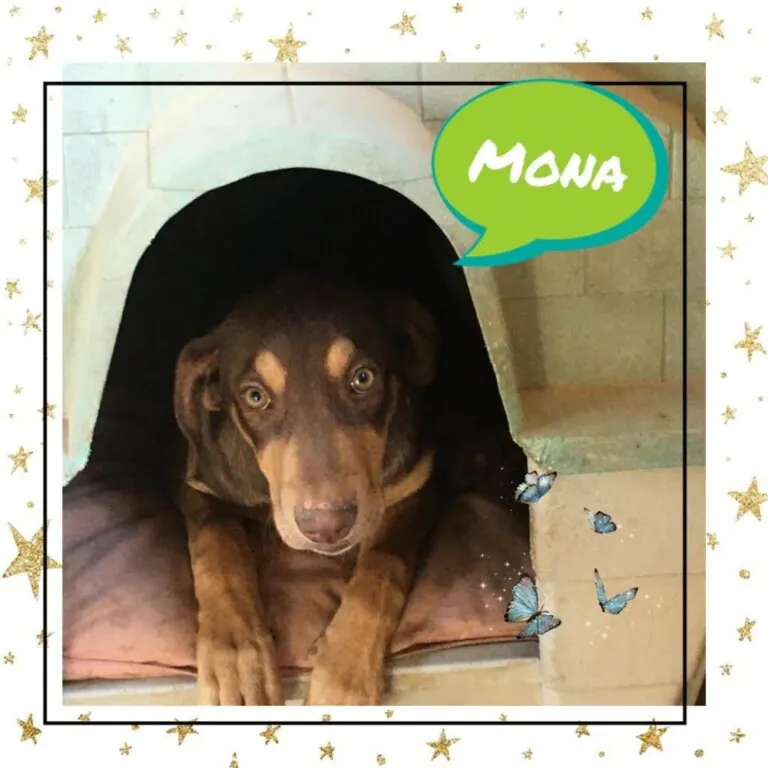 Protectora Amics dels Animals del Delta del Ebre5 768x768