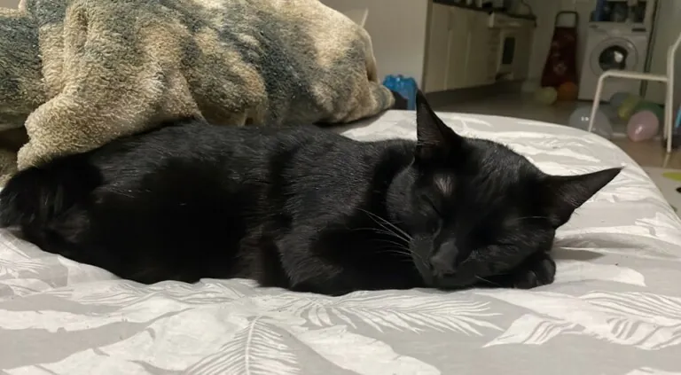 Protectora Naturaleza y Animales en Valencia 768x423