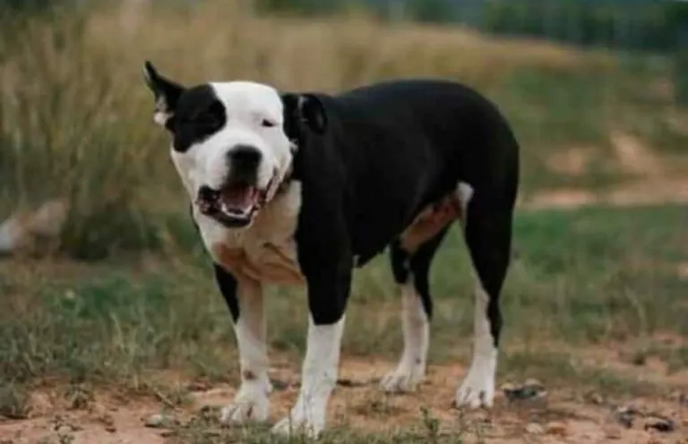 Protectora Naturaleza y Animales en Valencia2 768x496