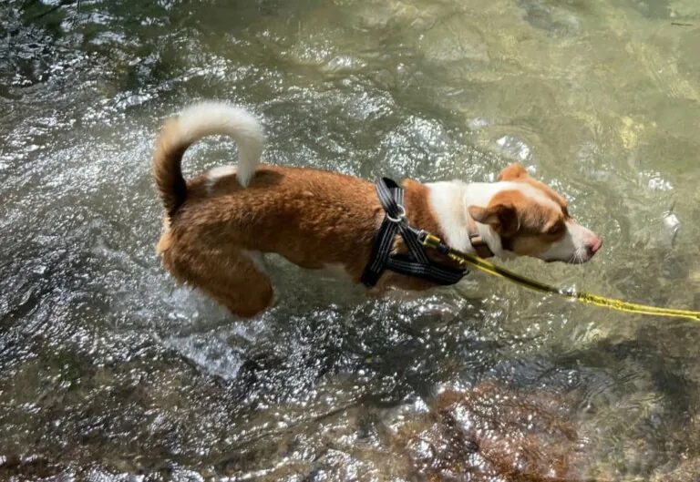 Protectora Naturaleza y Animales en Valencia3 768x529