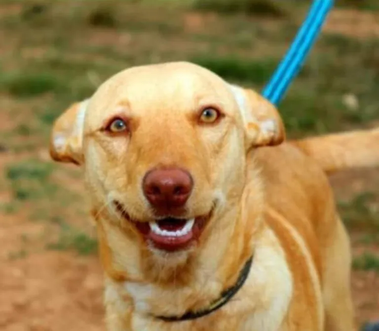 Protectora Naturaleza y Animales en Valencia4 768x671