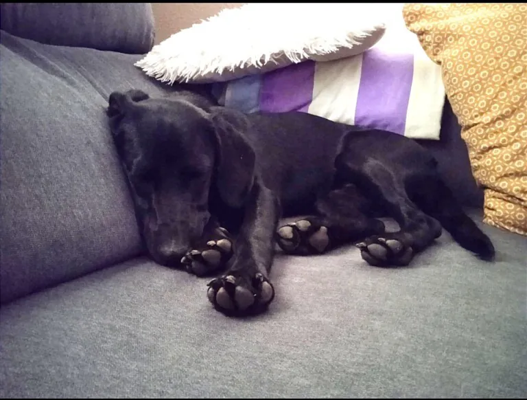 Protectora Naturaleza y Animales en Valencia5 768x582