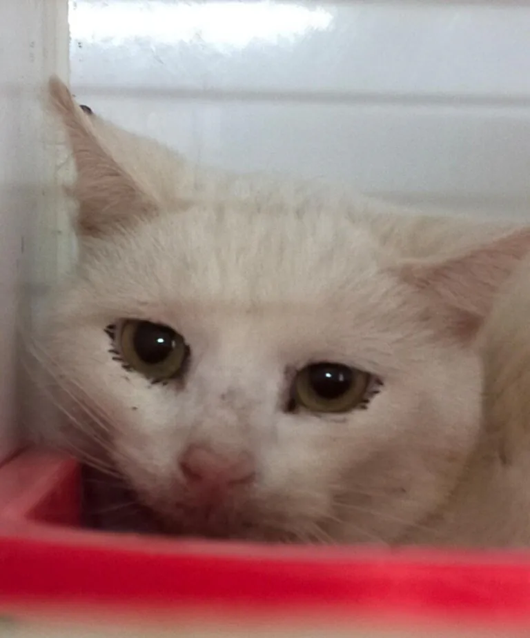 SVPAP Sociedad Valenciana Protectora de Animales y Plantas 768x925