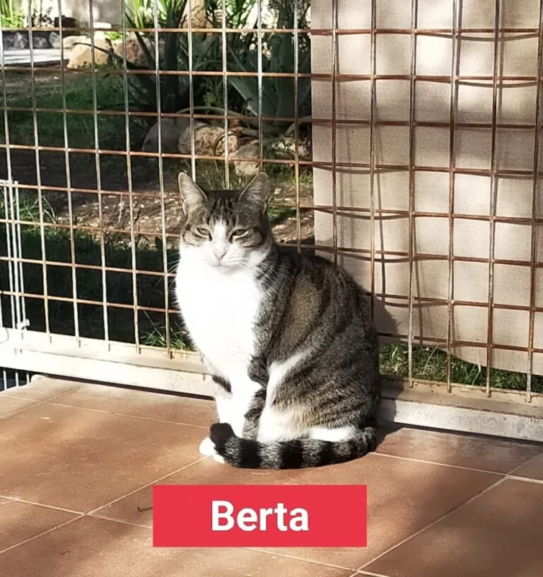 SVPAP Sociedad Valenciana Protectora de Animales y Plantas2 768x816