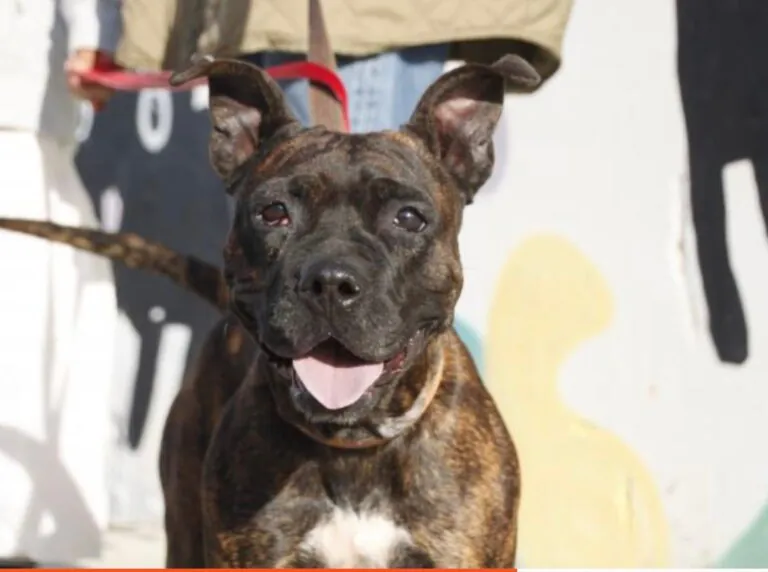 SVPAP Sociedad Valenciana Protectora de Animales y Plantas3 768x572