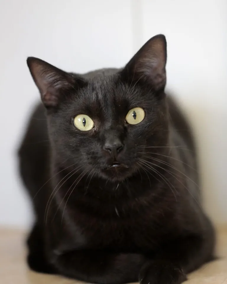 SVPAP Sociedad Valenciana Protectora de Animales y Plantas4 768x960