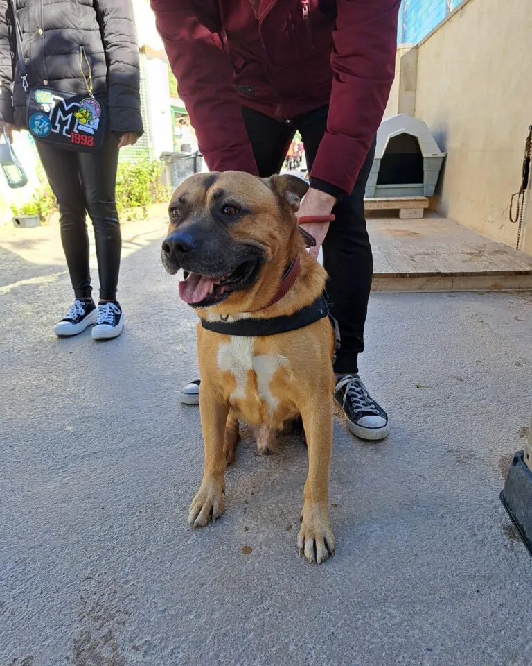 SVPAP Sociedad Valenciana Protectora de Animales y Plantas5 768x960