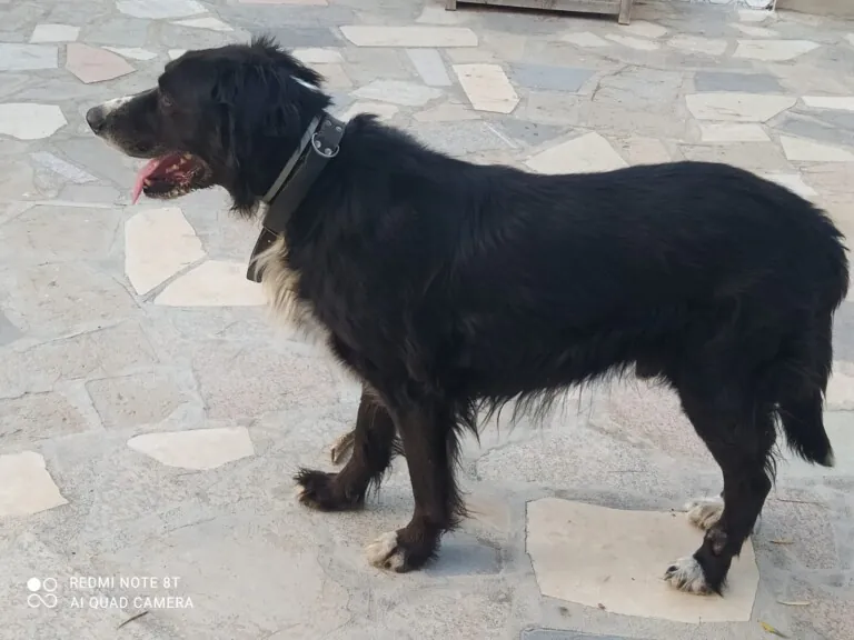 APAC Asociacion Protectora de Animales El Campello1 768x576