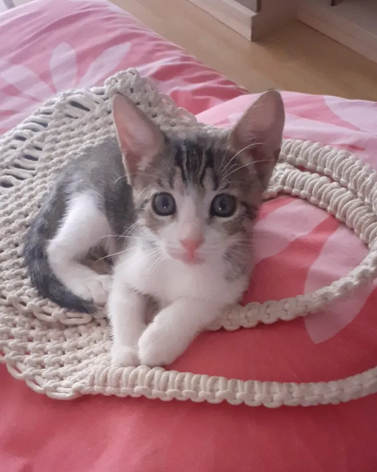 APAC Asociacion Protectora de Animales El Campello2 768x960