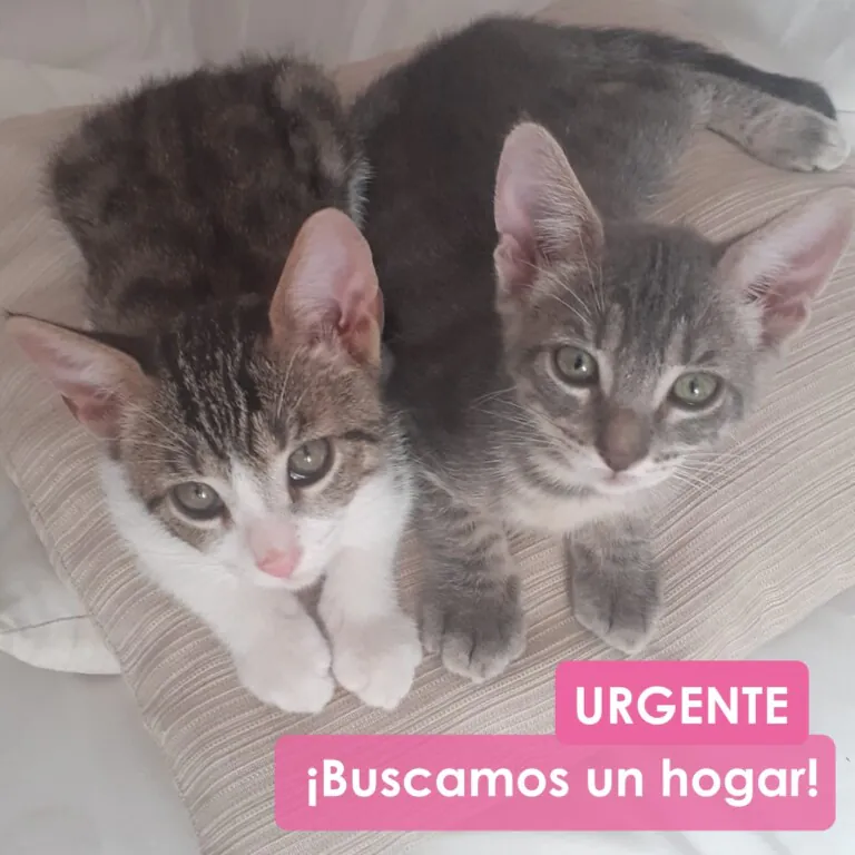 APAC Asociacion Protectora de Animales El Campello3 768x768