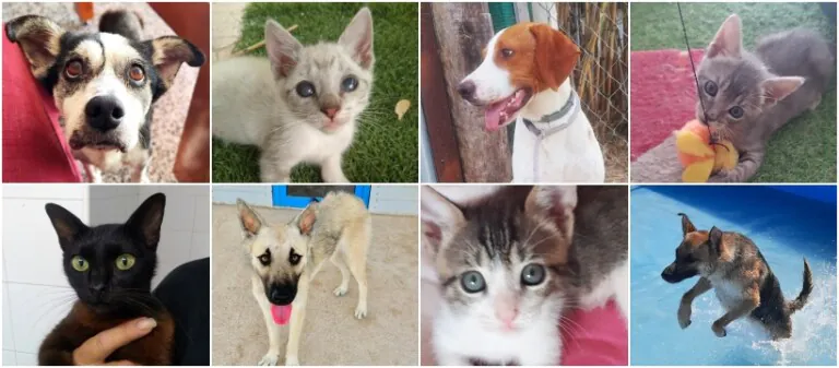 APAC Asociacion Protectora de Animales El Campello4 768x337