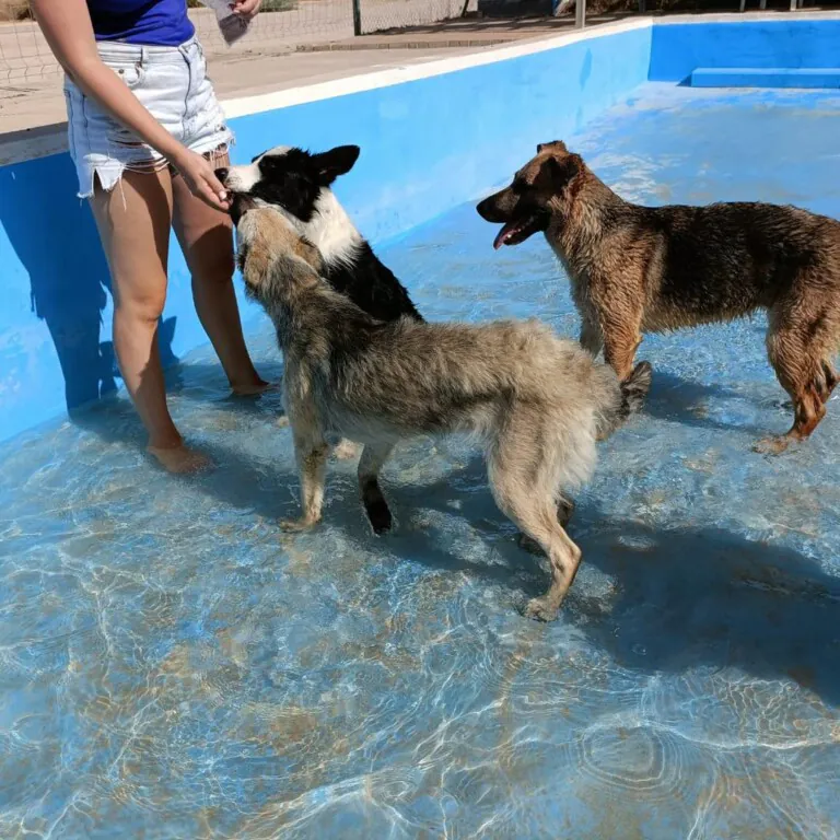 APAC Asociacion Protectora de Animales El Campello5 768x768