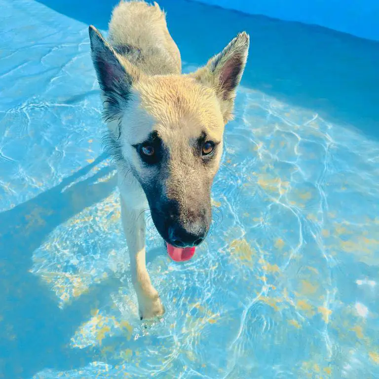 APAC Asociacion Protectora de Animales El Campello6