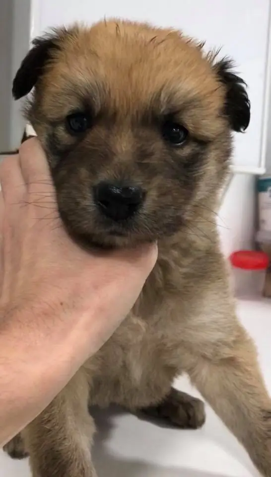 Adopta Mascotas Almansa1