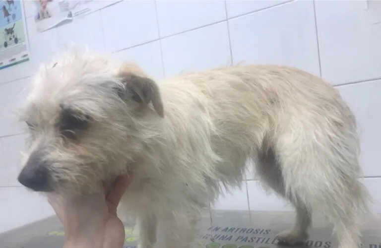 Adopta Mascotas Almansa2 768x500