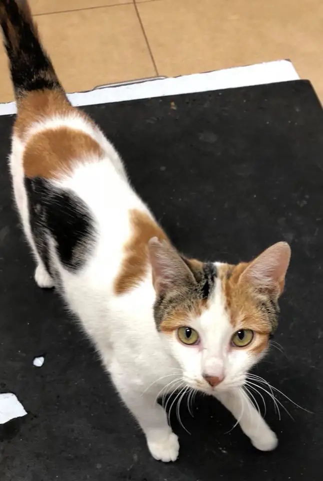 Adopta Mascotas Almansa3