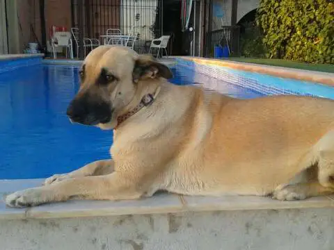 Adopta Mascotas Almansa4