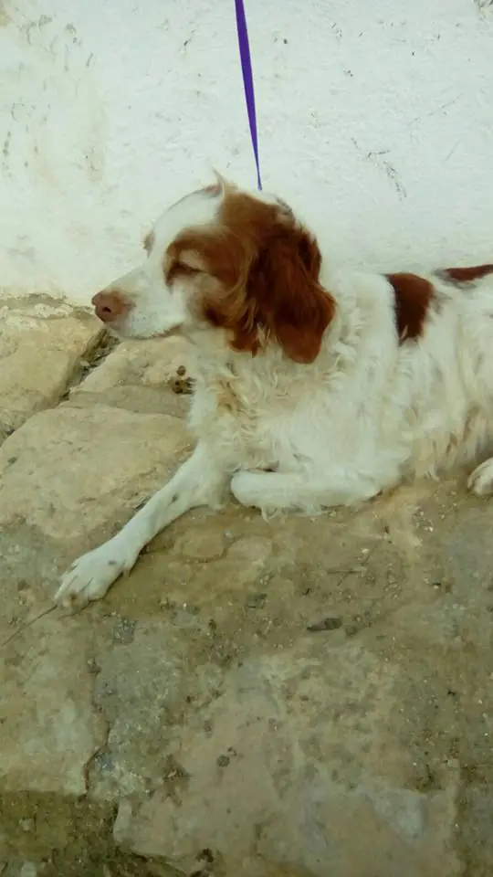 Adopta Mascotas Almansa5