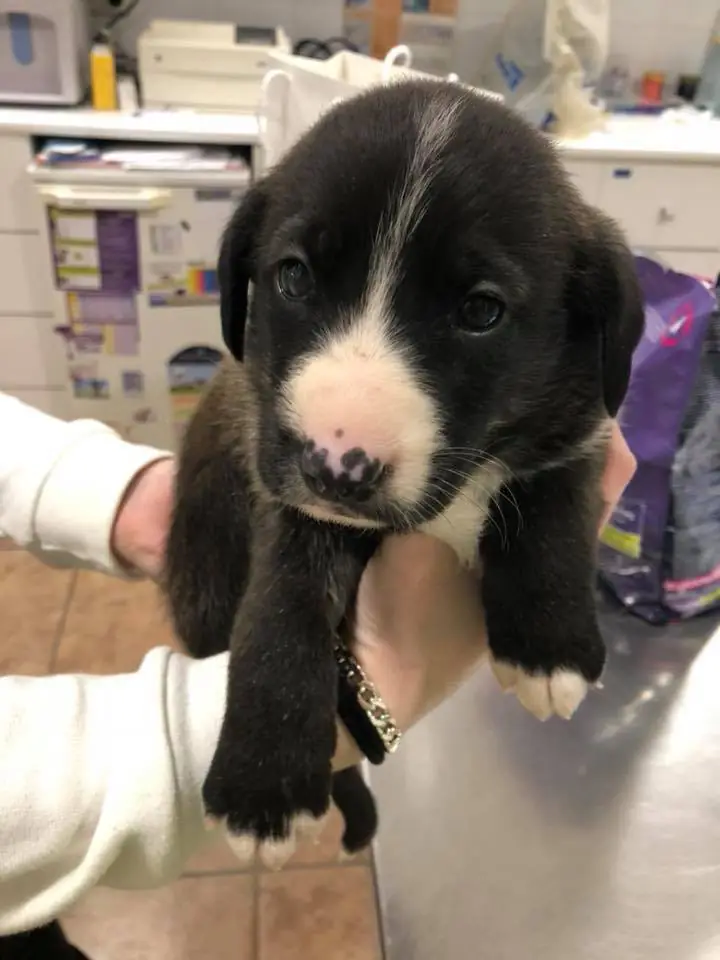 Adopta Mascotas Almansa6