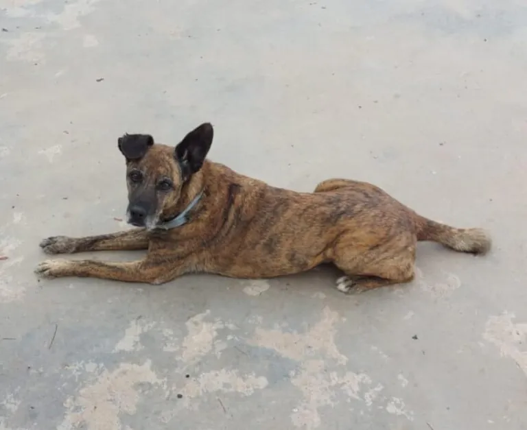 Adopta Mola2 768x627