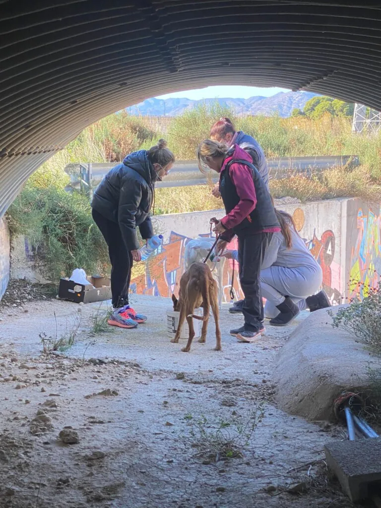 Adopta Mola3 768x1024