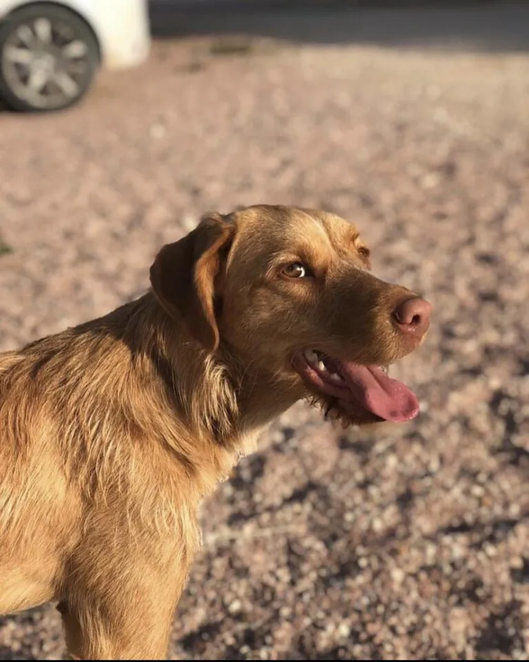 Adopta Mola4 768x962