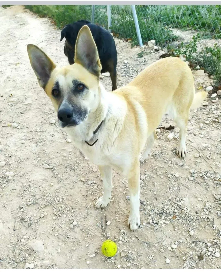 Adopta Mola5 768x943