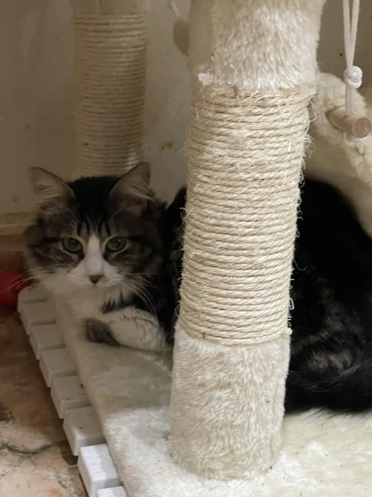 Alma de Gato Adopta1 768x1024