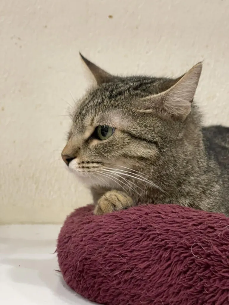 Alma de Gato Adopta2 768x1024