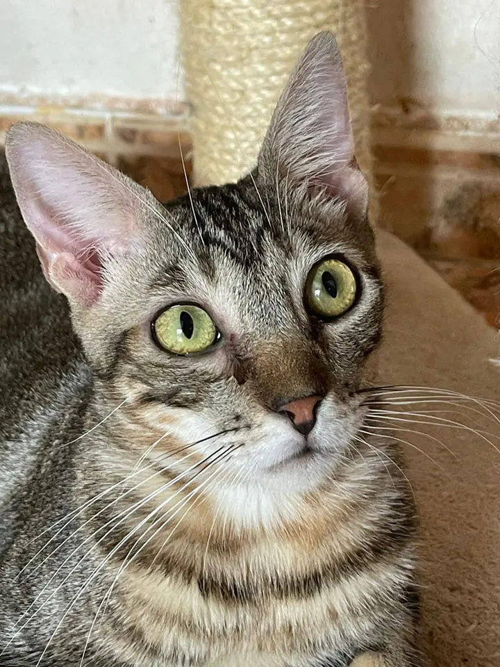 Alma de Gato Adopta3