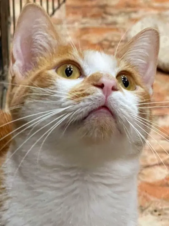 Alma de Gato Adopta4