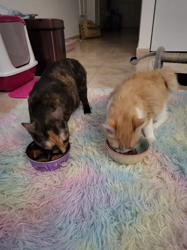 Alma de Gato Adopta5