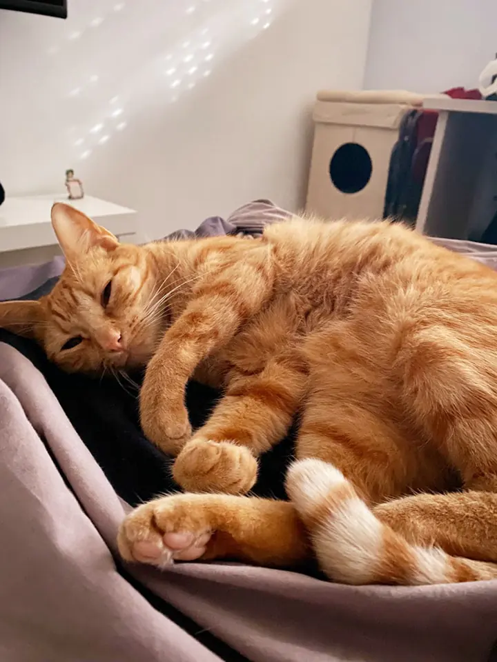 Alma de Gato Adopta6