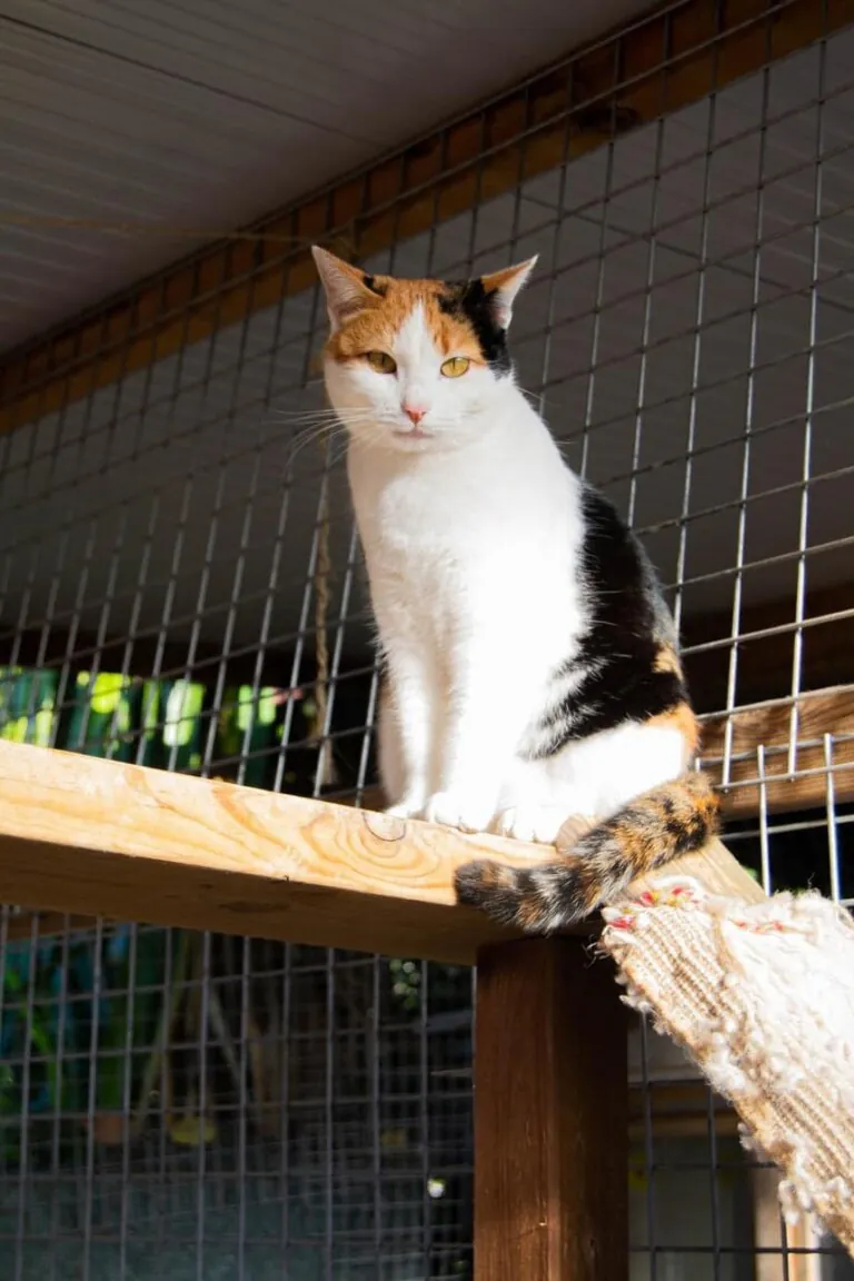 Aprosenveu1 768x1152