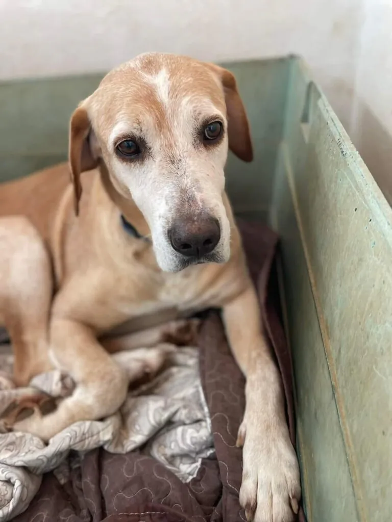 Aprosenveu4 768x1024