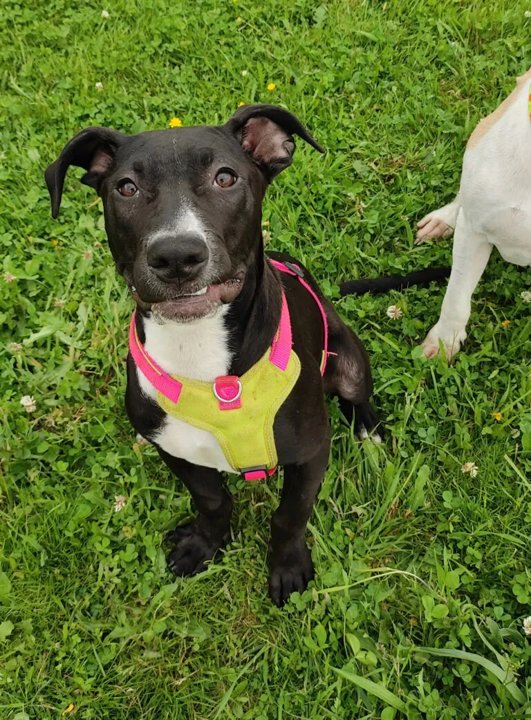 Asociacion 3PA2 768x1040