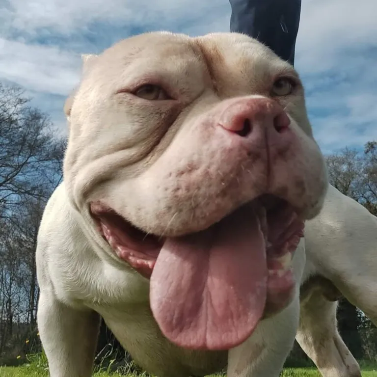 Asociacion 3PA3 768x768