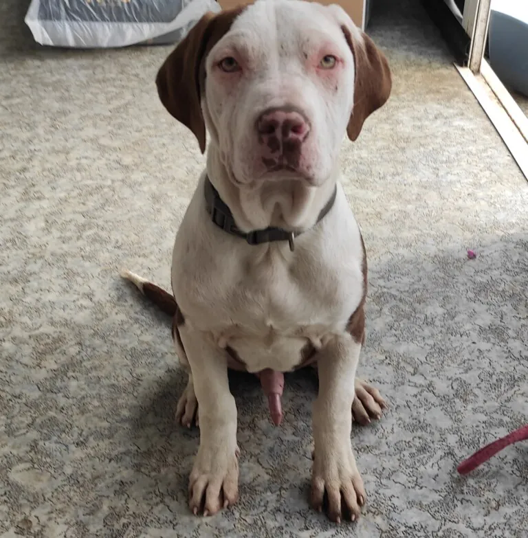 Asociacion 3PA4 768x783