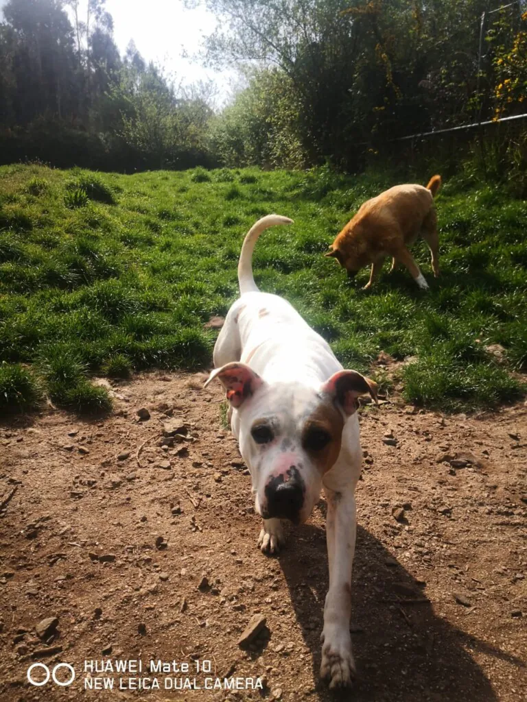 Asociacion 3PA6 768x1024