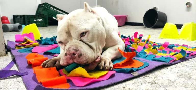 Asociacion 3PA7 768x355