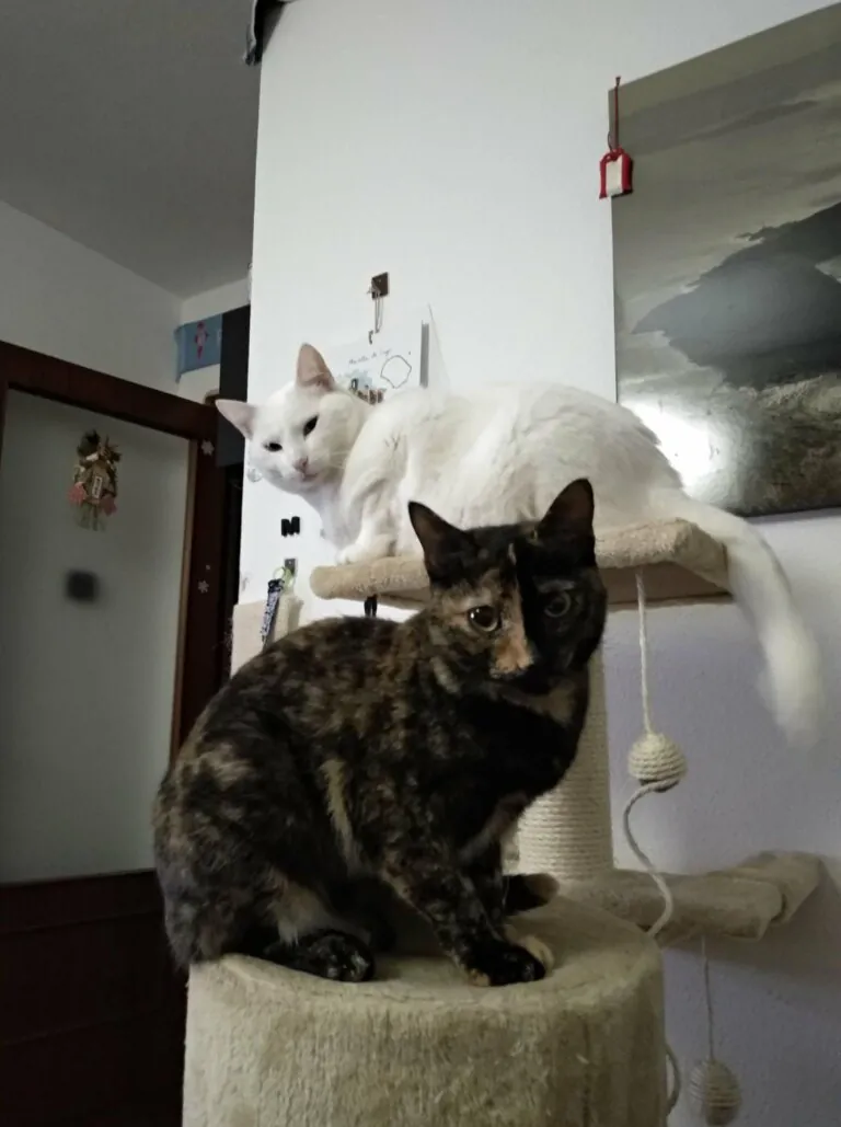 Asociacion Axudanos2 768x1029