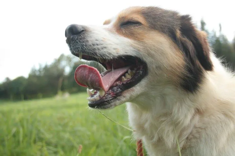 Asociacion Axudanos4 768x512