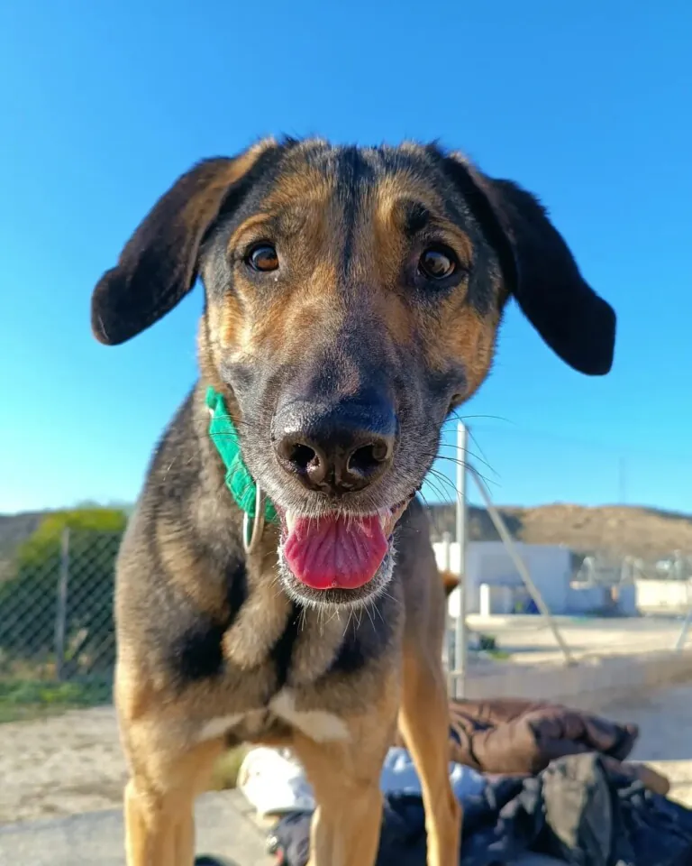 Baix Vinalopo4 768x960