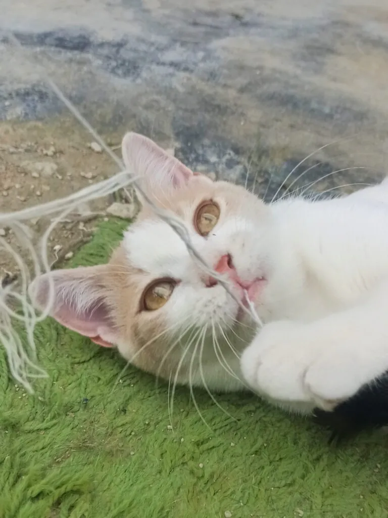 Baix Vinalopo6 768x1024