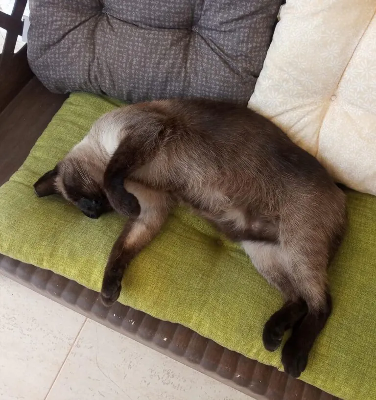 CES Gatos Elche1 768x817